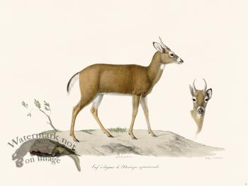 Cuvier 041 Dagger Deer